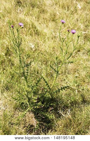 Plant with thorns and violet flowers in the field