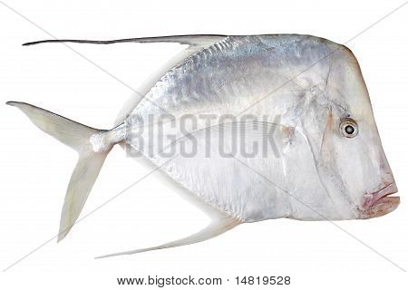 Eubleekeria Splendens vis