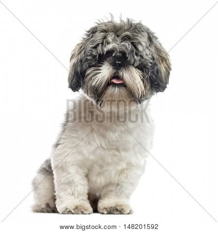 Shih Tzu, 1 year old, sitting, isolated on white