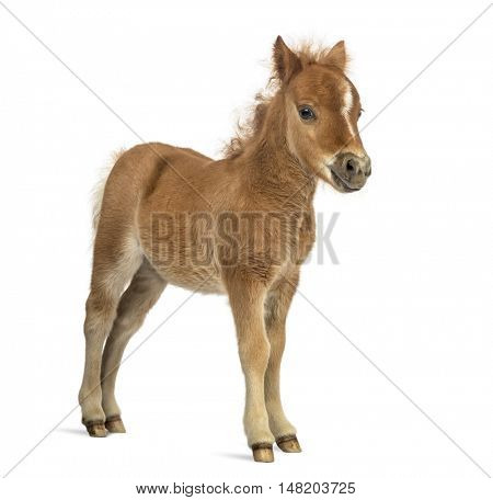 Side view of a young poney, foal looking at the camera against white background