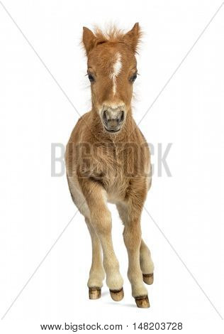 Front view of a young poney, foal trotting against white background