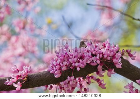 blurred background with pink tsertsis flowers closeup