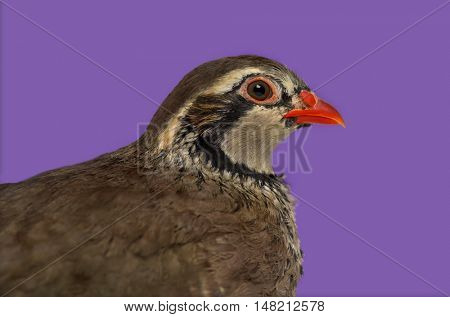 Close-up of a side view of Red-legged partridge, Alectoris rufa against purple background