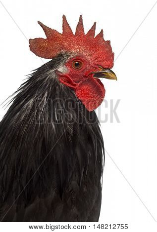 Close-up of a Japanese bantam or Chabo isolated on white