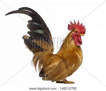 Side view of a Japanese bantam or Chabo isoleted on white
