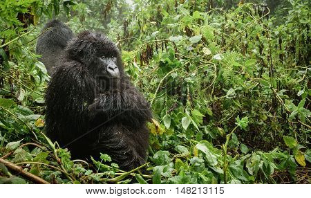 Profile of female mountain gorilla sit and thinking in the forest