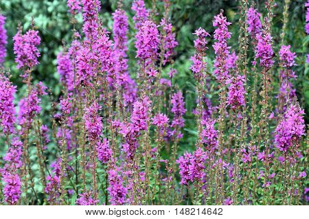Flowering purple loosestrife plant (Lythrum Salicaria). Beautiful flowers on a field.