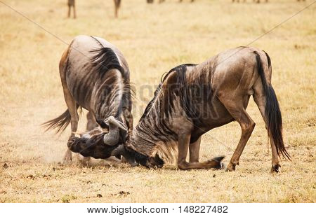 wilderbeast attack in wild kenya. animal in wild.