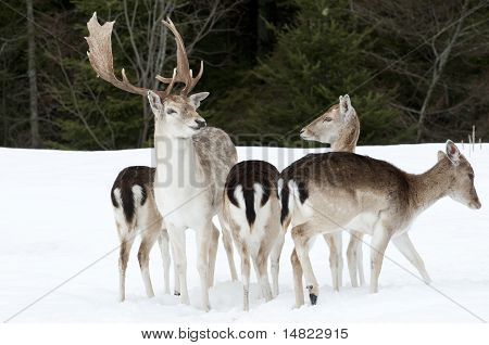 Dådyr familie