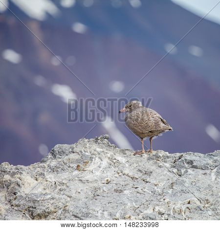 juvenile Arctic Skua in nature. animal in wild.