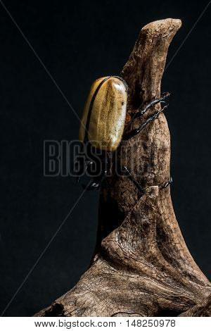 Five-horned Rhinoceros Beetle