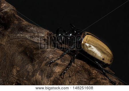 Five-horned Rhinoceros Beetle