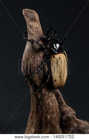Five-horned Rhinoceros Beetle