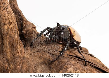 Five-horned Rhinoceros Beetle