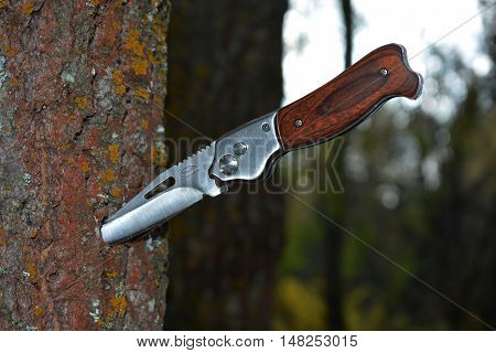 folding knife sticking out of a tree in the forest
