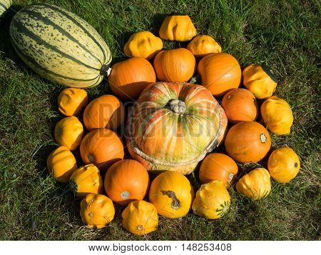 many pumpkins at thanksgivin in a german garden