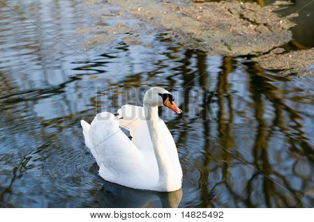 amor cisne