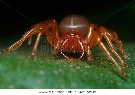 dysdera spider