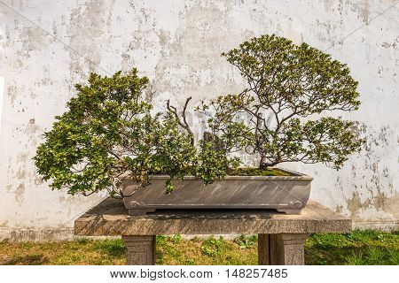 Suzhou China - October 23 2013: Bonsai tree in the Humble Administrator's Garden a Chinese garden in Suzhou a UNESCO World Heritage Site.