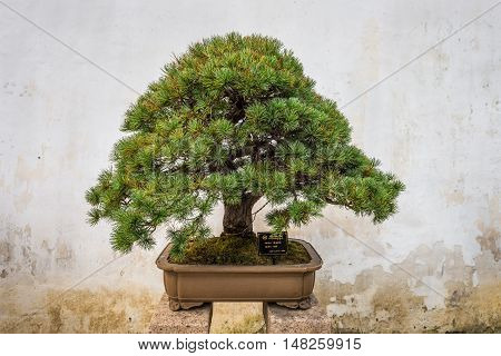 Suzhou China - October 23 2013: Bonsai tree in the Humble Administrator's Garden a Chinese garden in Suzhou a UNESCO World Heritage Site.