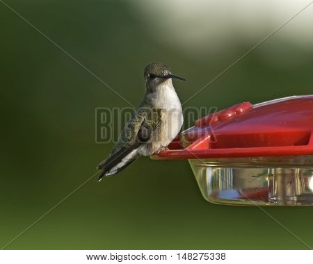 Black-chinned Hummingbird sitting on feeder early morning in Central Iowa.