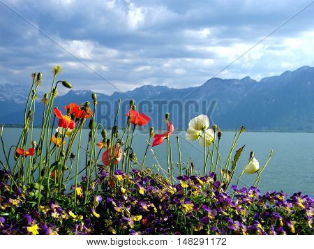 Floral Coast At Lake Geneva, Switzerland