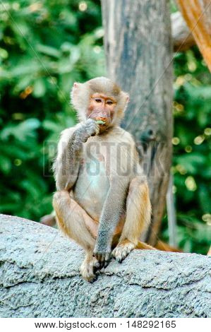Young hamadryas baboon, monkey sitting on a rock