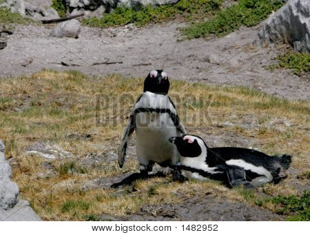 Penquins