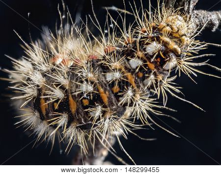 Yellow-tail moth (Euproctis similis) caterpillar crawling down the branch on black background