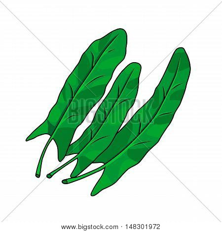Three leaves of sorrel isolated on a white background. Hand drawn. Vector illustration.