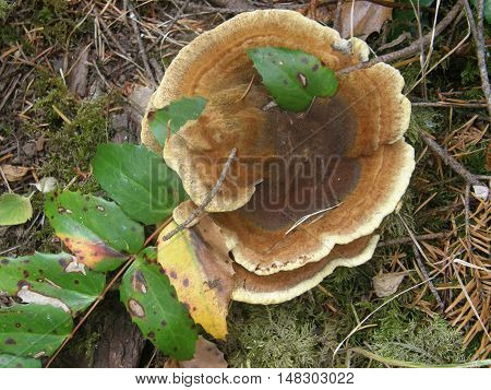 Phaeolus schweinitzii, Dye Polypore, on the forest floor