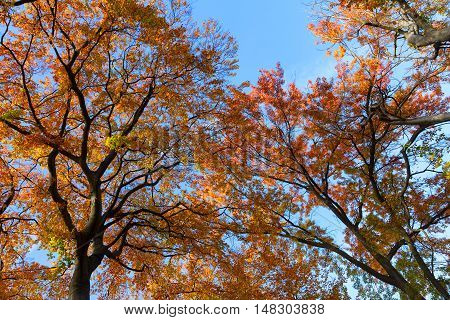 Vibrant orange fall tree foliage over blue sky background