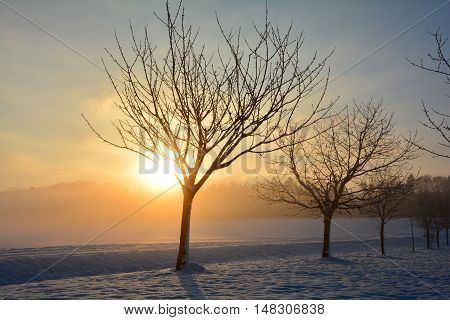 Sunrise in winter with trees, snow and fog