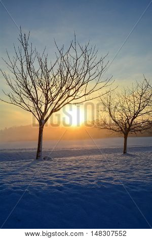 Sunrise in winter with trees, snow and fog