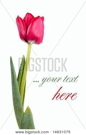 Tulip