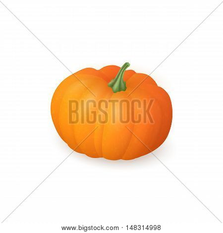 Realistic pumpkin isolated on white background. Bright orange vegetable. Vector illustration. EPS 10