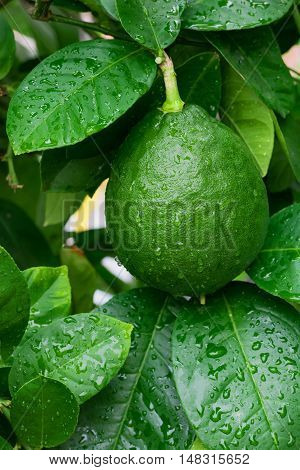 Green lemon hanging on a lemon tree wet after rain