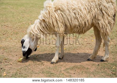 Sheep On The Meadow