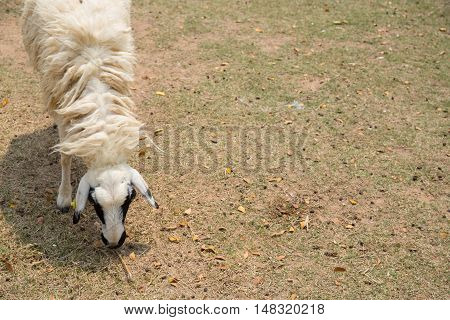 Sheep On The Meadow