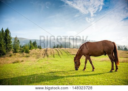 a horse grazing in a pasture in mountains