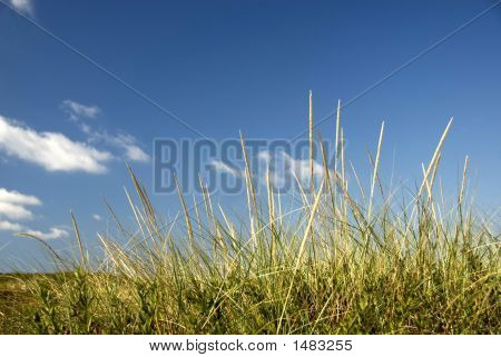 그래스는 Sandune에