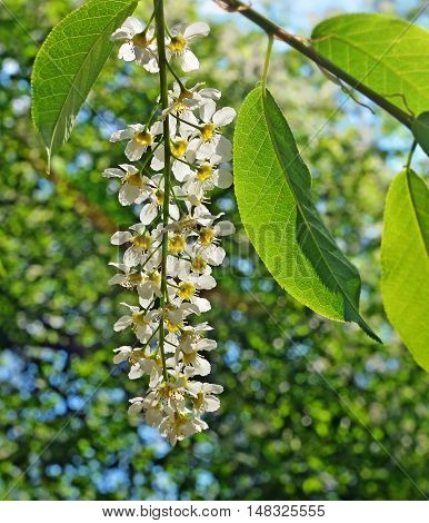 Flowers on bird cherry branch in spring against of blur sky and other blossoming trees. Backlight. Shadows of stamens are visible on thin transparent petals.