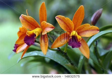Paradiso di farfalle. Orchidee del Borneo.