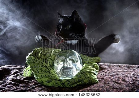 Black cat in a cape with a crystal skull on a black background
