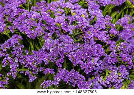 Limonium sinuatum flowers background of pink color. Mediterranean plant species in the family Plumbaginaceae