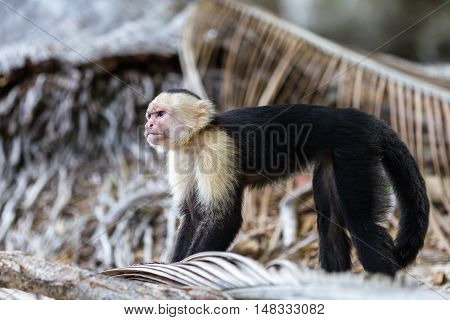 White Faced Or Capuchin Monkey