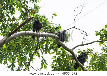 Tropical Black Vulture