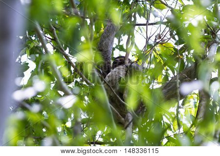 Three Toed Sloth In Costa Rica