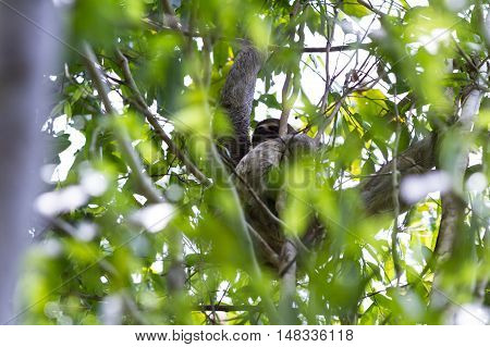 Three Toed Sloth In Costa Rica