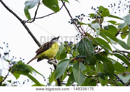 Great Kiskadee In Costa Rica